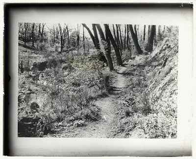 [Unidentified garden or park. Woodland pathway], 1920