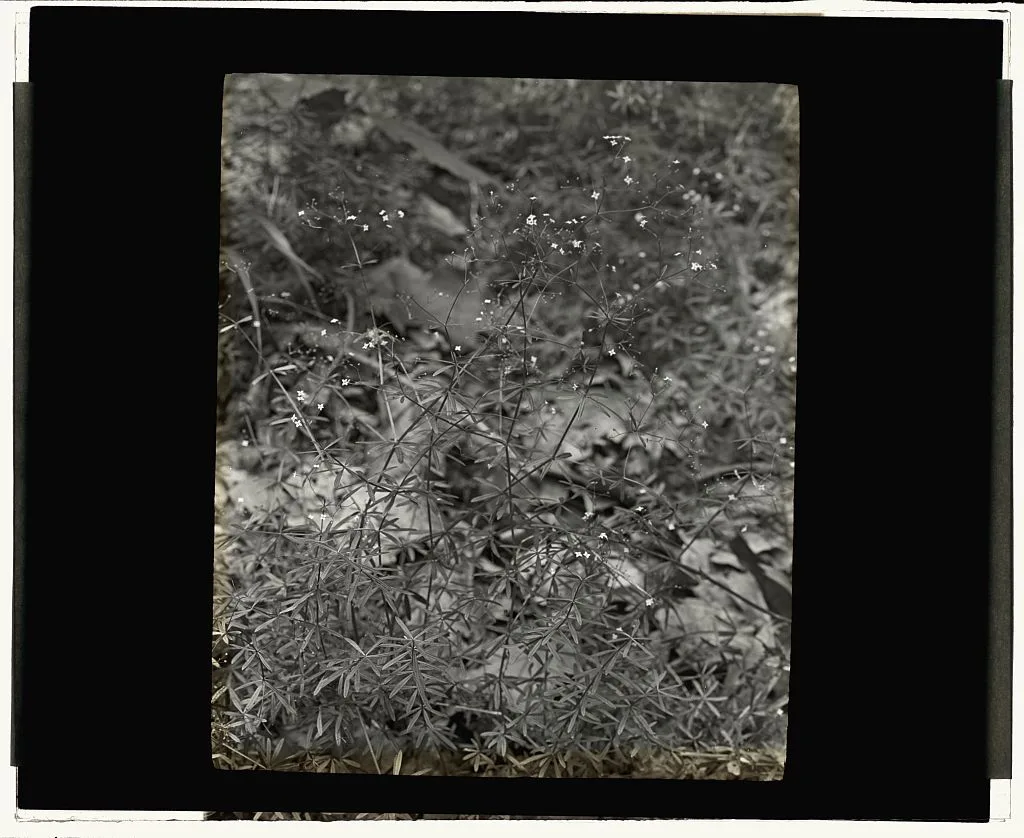 [Baby Breath (gypsophilia)], 1915
