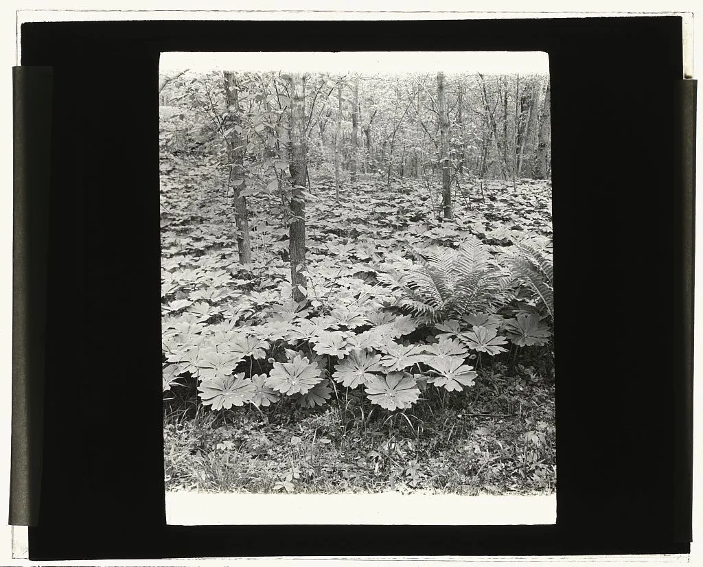 [Mayapple (podophyllum)], 1915