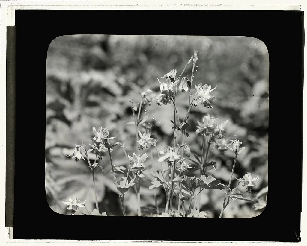 [Columbine (aguilegia)], 1910