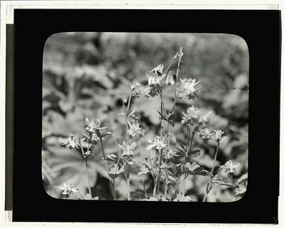 [Columbine (aguilegia)], 1910