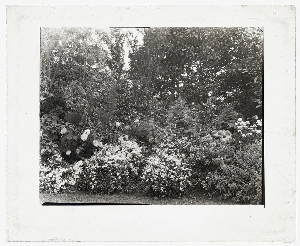 [Unidentified garden. Flowering shrub border ], 1910