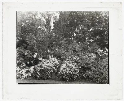 [Unidentified garden. Flowering shrub border ], 1910