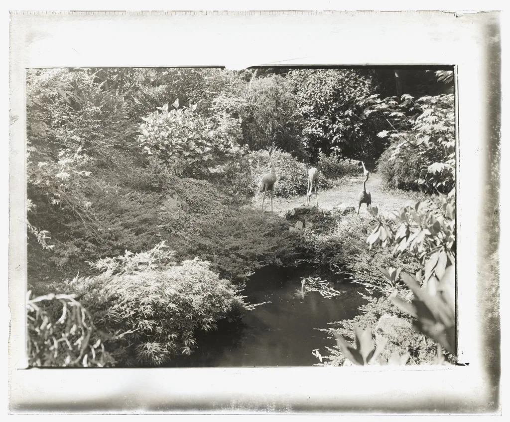 [Unidentified garden. Egret sculptures by pool], 1920