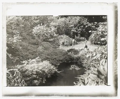 [Unidentified garden. Egret sculptures by pool], 1920