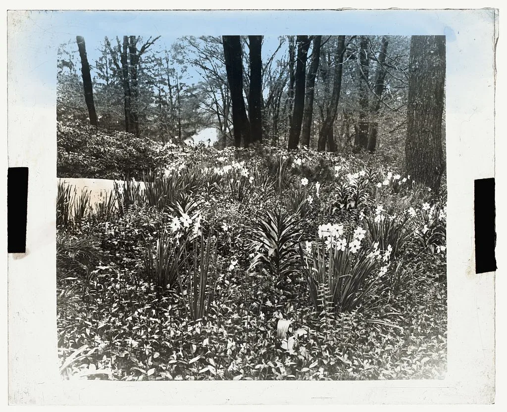[Unidentified house and garden. Flowers by driveway], 1910