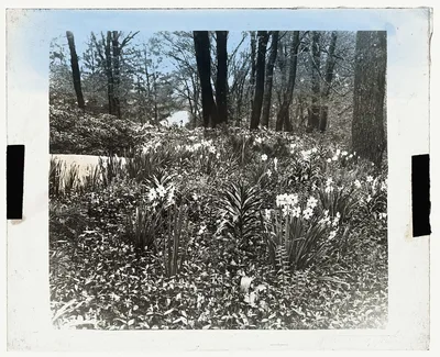 [Unidentified house and garden. Flowers by driveway], 1910