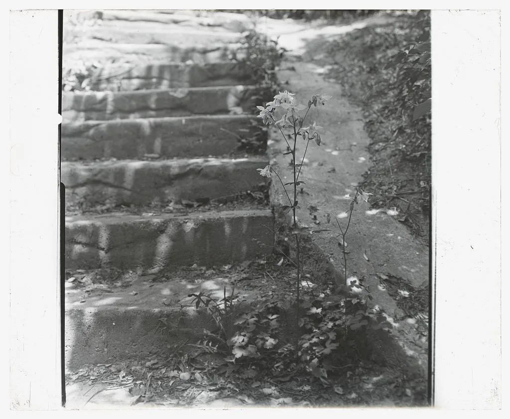 [Unidentified house and garden. Columbine], 1910