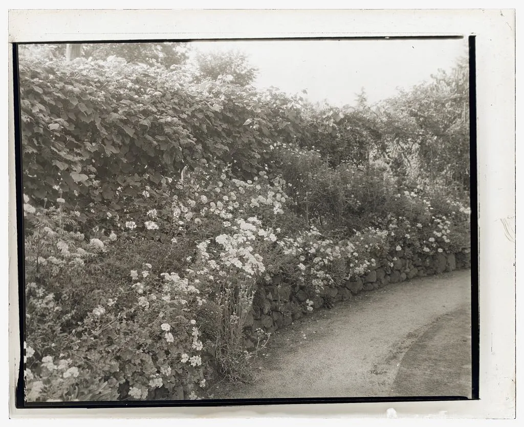 [Unidentified house and garden. Flowers along driveway], 1910