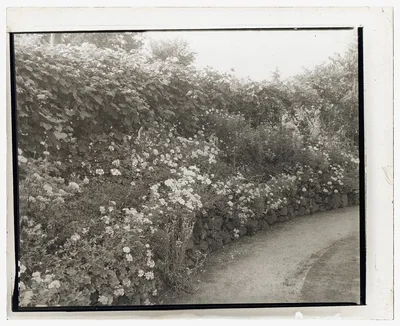 [Unidentified house and garden. Flowers along driveway], 1910